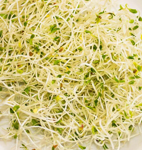Sandwich Booster Certified Organic Sprouting Seeds
