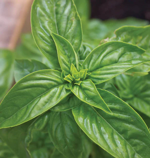 Sweet Basil