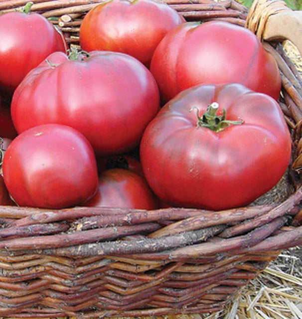 Black Krim Certified Organic - Tomatoes