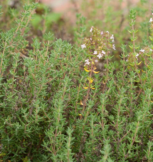 English Thyme