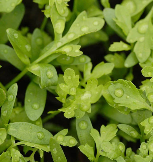 Cress - Wrinkled Curly Cress