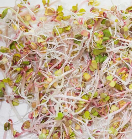Radish Certified Organic - Sprouts