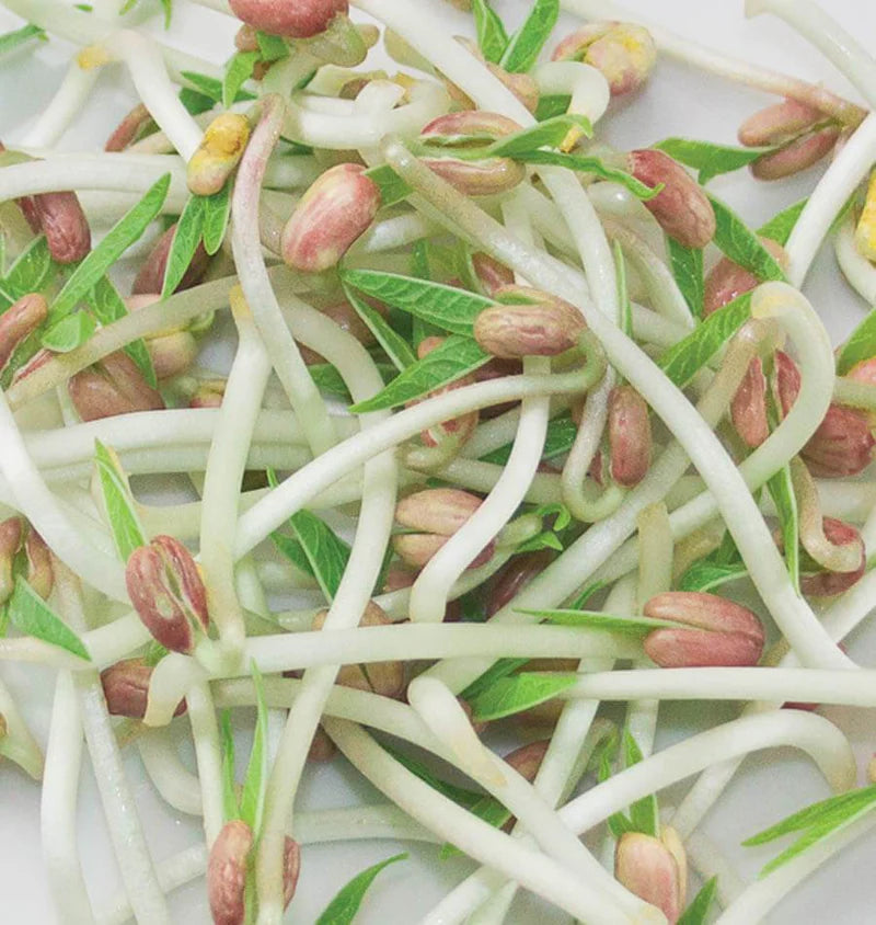 Mung Beans Certified Organic Sprouting Seeds