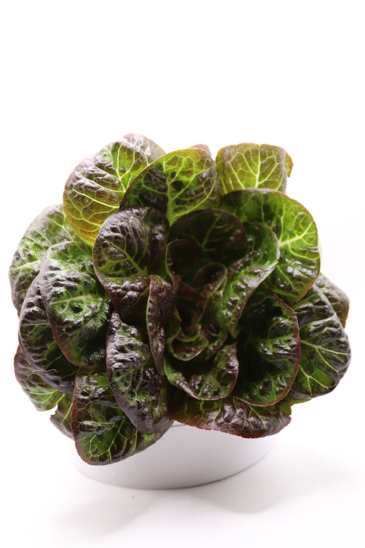 Coconino Living Head - Individual