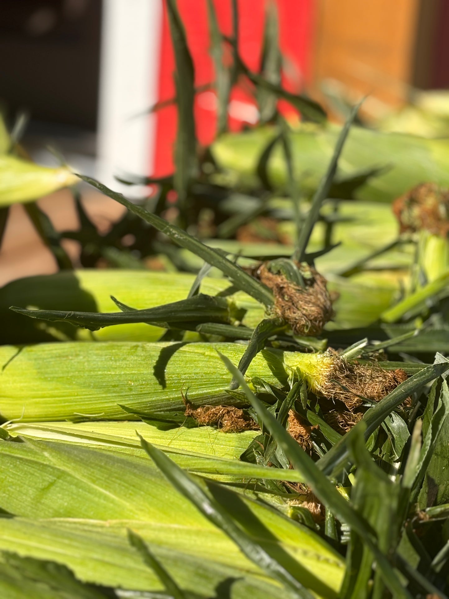 Corn