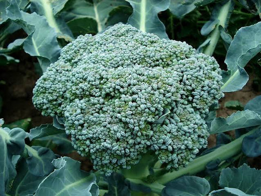 Homestead Broccoli